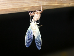 Cicada barbara lusitanica
