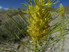 Stanleya pinnata integrifolia