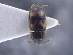 Litargus connexus