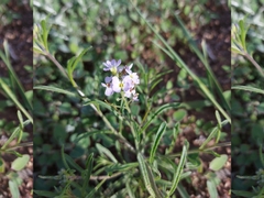 Dontostemon integrifolius