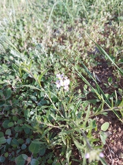 Dontostemon integrifolius