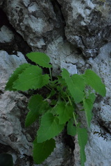 Campanula elatinoides