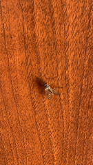 Rhagio annulatus