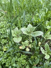 Impatiens glandulifera