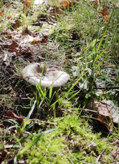 Russula consobrina