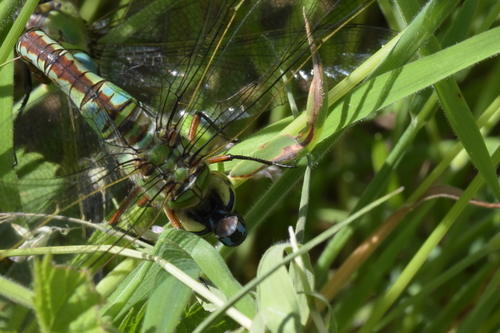Emperor dragonfly