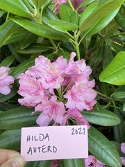 Rhododendron