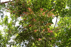 Heteropterys brachiata