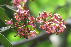 Heteropterys brachiata