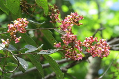 Heteropterys brachiata