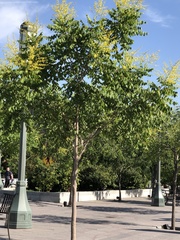 Koelreuteria paniculata