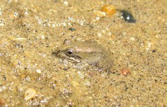 Leptodactylus pustulatus