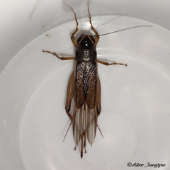 Teleogryllus occipitalis