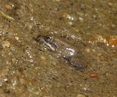 Leptodactylus pustulatus