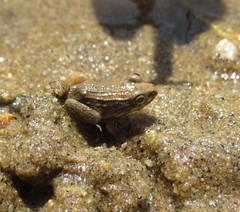 Leptodactylus pustulatus