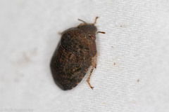 Sphyrocoris obliquus