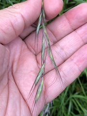 Elymus tsukushiensis