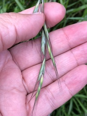 Elymus tsukushiensis