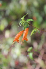 Clinopodium macrostemum