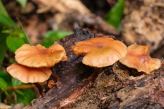 Gymnopilus aeruginosus