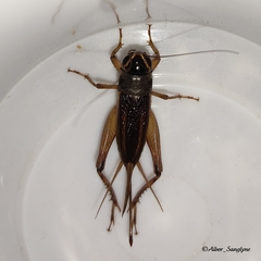 Teleogryllus occipitalis