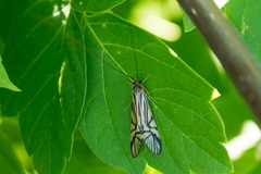 Macrostemum radiatum