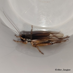 Teleogryllus occipitalis