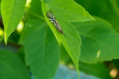 Macrostemum radiatum