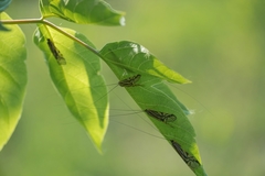 Macrostemum radiatum