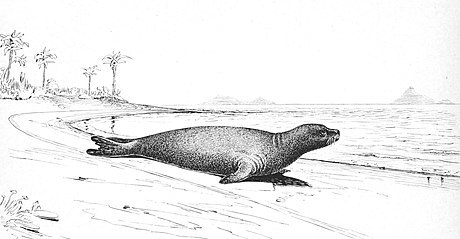 foca monje del caribe