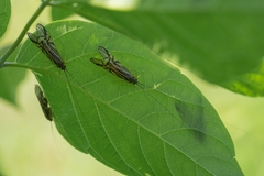 Macrostemum radiatum