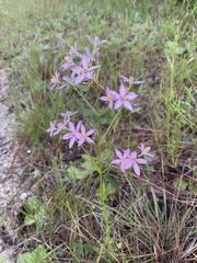 Sabatia brachiata