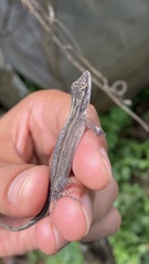 San Salvador Anole photo 3