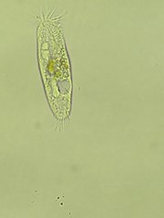 Spirotrichea