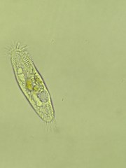 Spirotrichea