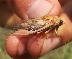Cicadatra atra