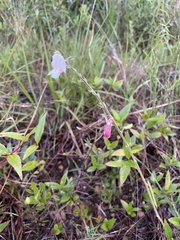 Tephrosia onobrychoides