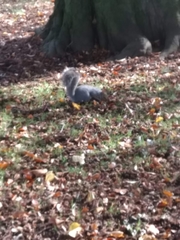 Sciurus carolinensis