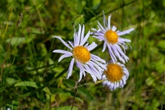 Aster alpinus