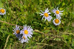 Aster alpinus