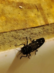 Agrilus ater