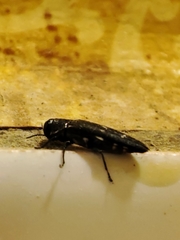 Agrilus ater