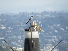 Aphelocoma californica