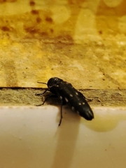 Agrilus ater