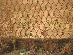 Ortygornis pondicerianus