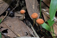 Marasmius elegans