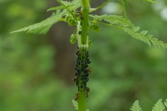 Myzus cerasi