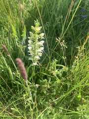 Platanthera chlorantha