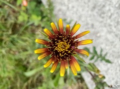 Tragopogon crocifolius