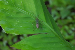 Homoeocerus graminis